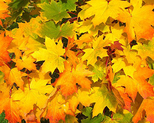 leaves