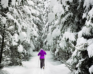 snow-forest