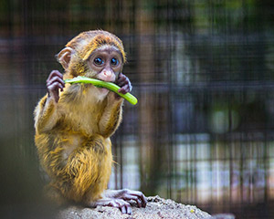 zoo-monkey-attach