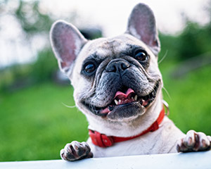 bulldog